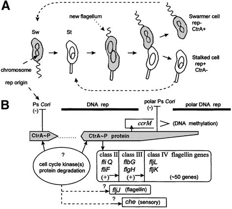 Caulobacter crescentus dimorphic cell cycle and regulatory systems. (A)... | Download Scientific ...