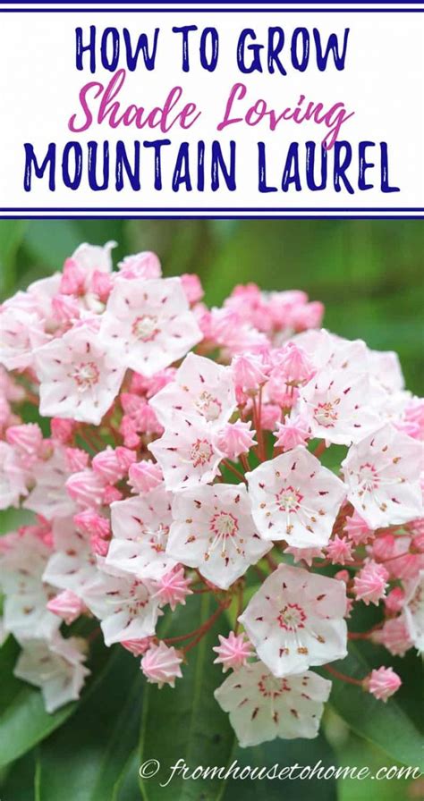 Mountain Laurel Care: How To Plant & Grow Kalmia latifolia - Gardener's Oasis