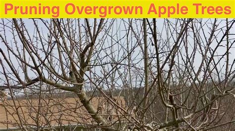 Pruning Overgrown Apple Trees - YouTube