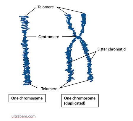 which diagram best represents mitotic cell division - DerrylMeshaym