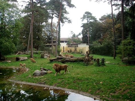 Just a real lion enclosure to make your future zoo ideias Flow : r/PlanetZoo