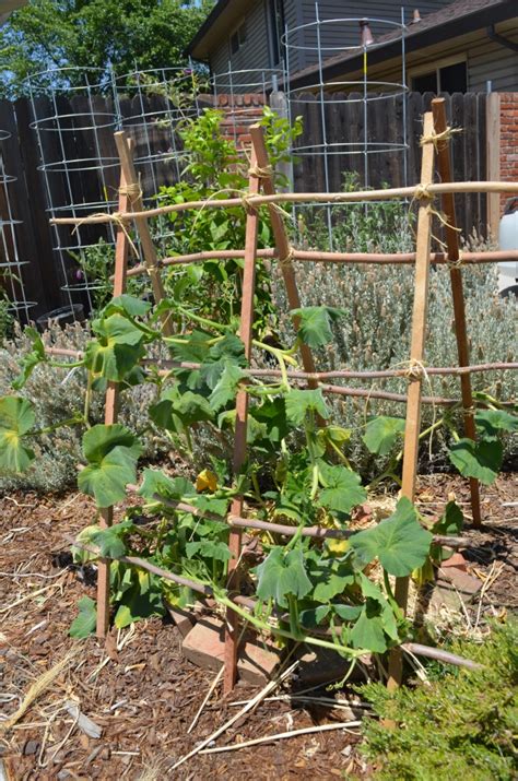 A Weekend Project: Butternut Squash Trellis | East Sac Edible | Squash ...