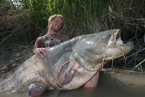 What Is The Worlds Largest Catfish