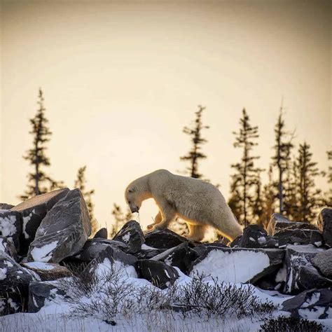 The COMPLETE Guide for Visiting Churchill, Manitoba