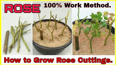 How to Propagate Roses From Cutting - Back Gardener