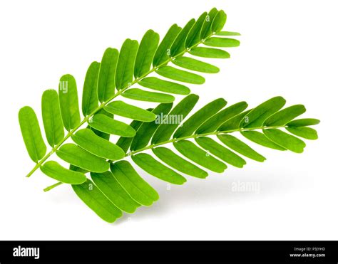 Tamarind leaves hi-res stock photography and images - Alamy