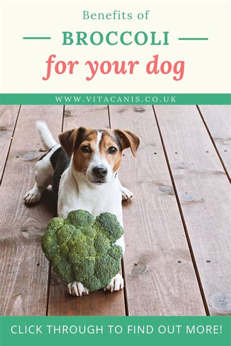 Benefits of Broccoli for your Dog | Vita Canis | 100% natural pet products and advice for you ...