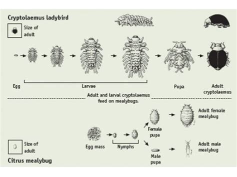 Life cycle diagram of citrus mealybug and cryotolaemus (Chris Lambkin) | Bugs For Bugs