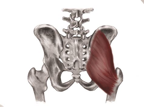 The Gluteal-Knee Connection: Part Two - Dr. William E. Morgan