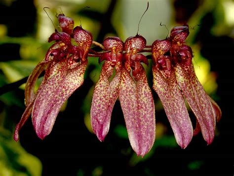 bulbophyllum species