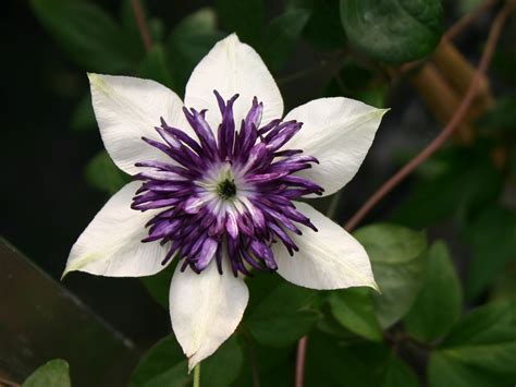 Clematis (bicolor) | Schöner blumengarten, Clematis, Pflanzen