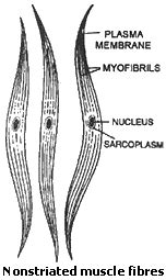 Difference between Striated and Non Striated Muscle - MD