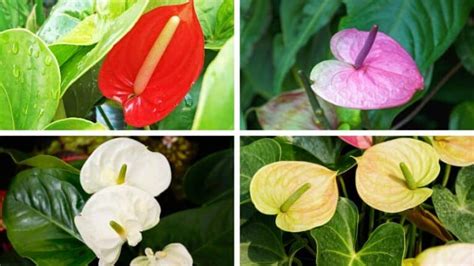 Anthurium Meaning And Symbolism — The Anthurium Flower