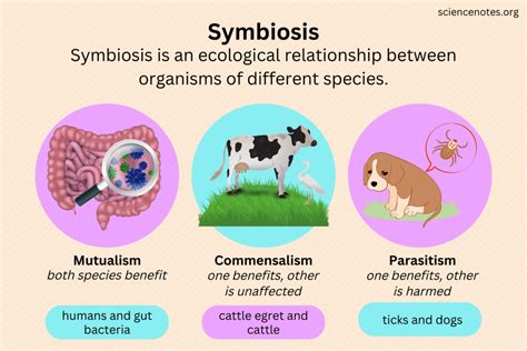 4 Types Of Symbiosis