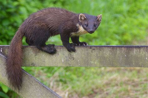 Pine Marten (European Pine Marten) Facts and Pictures