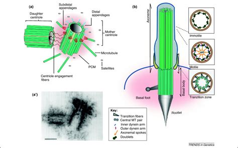 Centrosomes and cilia in human disease: Trends in Genetics