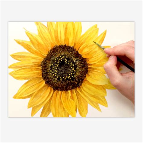 Watercolor Sunflower Step By Step at PaintingValley.com | Explore collection of Watercolor ...