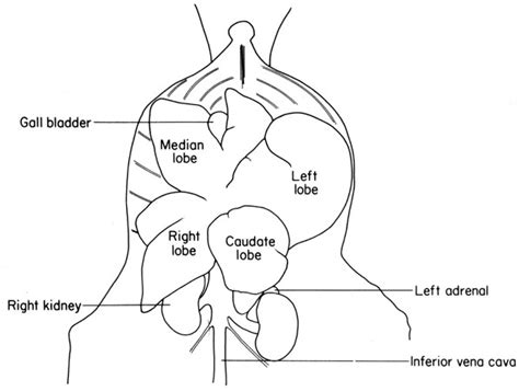 The Anatomy of the Laboratory Mouse