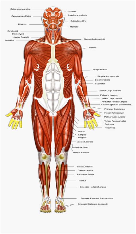 Muscles Diagram Label The Major Muscles Of The Body Muscular System | Sexiz Pix