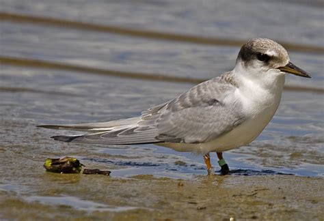 New Zealand Fairy Tern Chick - Tara-iti - Sterna nereis davisae ...