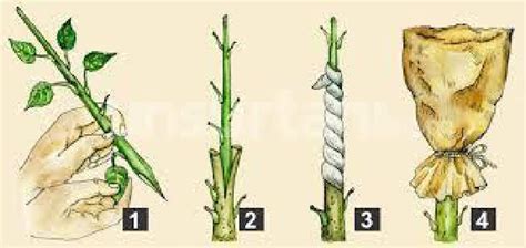 Stek dan Okulasi Merupakan Perkembangbiakan Secara Apa? Jenis Tumbuhan ...