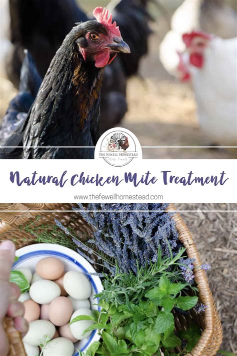 Naturally Treating Chicken Mites with Essential Oils and Garlic - Amy K ...