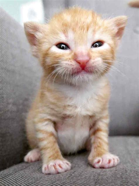 5 Orphaned Ginger Kittens Get Help Just in Time (With images) | Cats and kittens, Ginger kitten ...