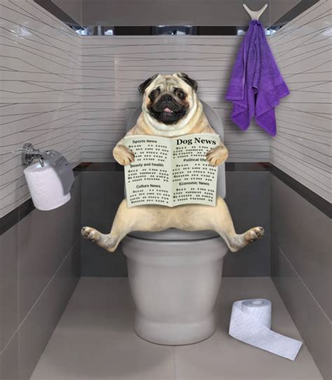 4,300+ Dog Using Toilet Stock Photos, Pictures & Royalty-Free Images - iStock