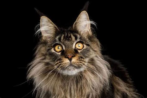 Maine Coon Breed Profile | Cat-World