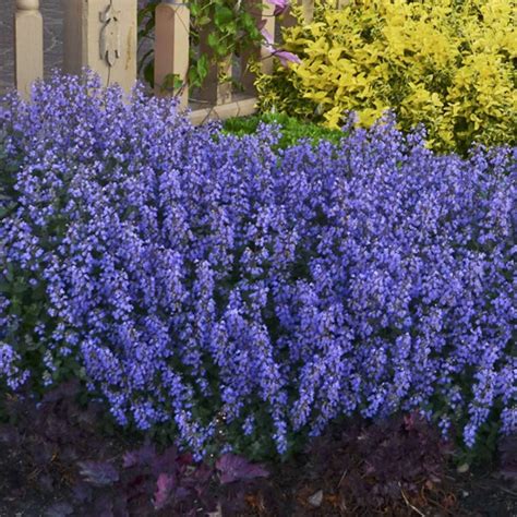 Nepeta 'Cat's Pajamas' | White Flower Farm