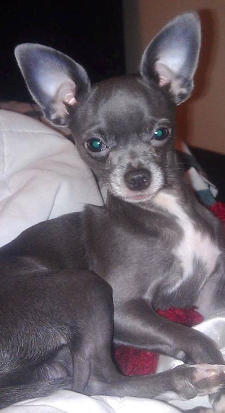 Adorable Blue Chihuahua