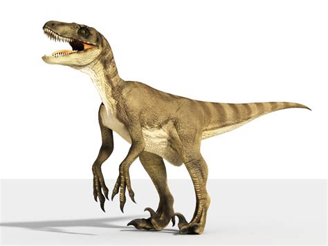 Velociraptor | Extinct Animals