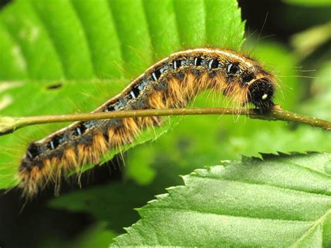 Are the eastern tent caterpillars coming this year? | News | isanti-chisagocountystar.com