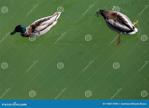 Aerial View of Two Ducks Swimming while One is Hunting Food with Head ...