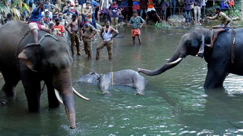Elephant in Kerala dies after suspected firecrackers hidden in fruit exploded in her mouth - CNN
