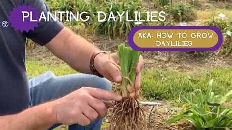 PLANTING DAYLILIES | How to plant daylilies - YouTube