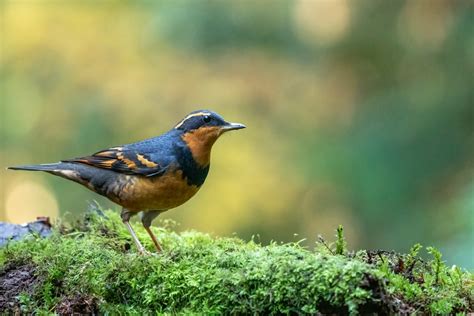 Varied Thrush Songbirds: Habitat, Ranges, And Lifespan