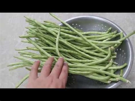 Vegetable (Barbati (বরবটি) / Vigna Sinensis) collecting from my Kitchen ...