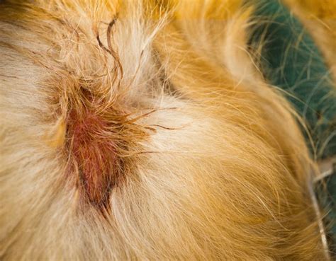 Common Skin Problems in Dogs