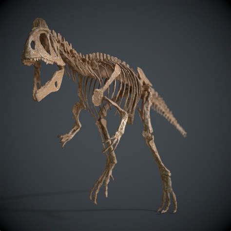 Allosaurus Skeleton 3D model | CGTrader