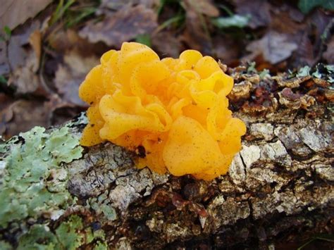 Jelly Like Fungi Info - What To Do For Jelly Fungus On Trees