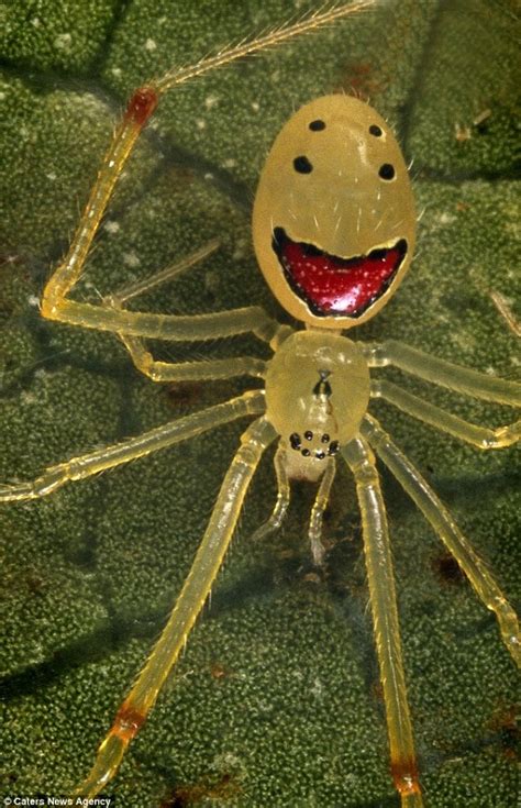 The "Happy Face" Spider-Cutest Bugs Ever