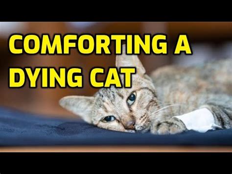 How To Comfort A Dying Cat? - YouTube