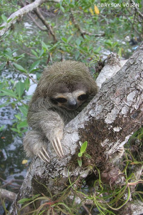 Pygmy Three-toed Sloth | Bradypus pygmaeus