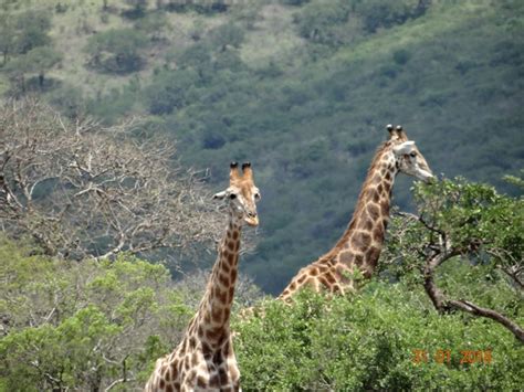 Durban safari tour in KwaZulu Natal, South Africa - Tim Brown Tours