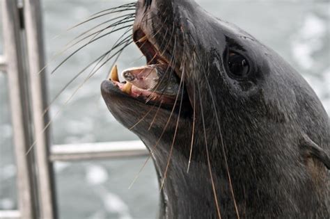 Premium Photo | Close-up of sea lion eating fish