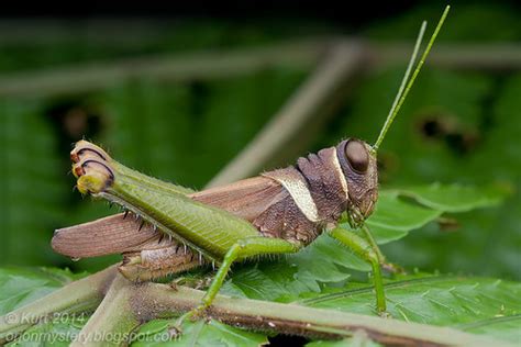 Up Close with Nature: Orthopterans of Malaysia