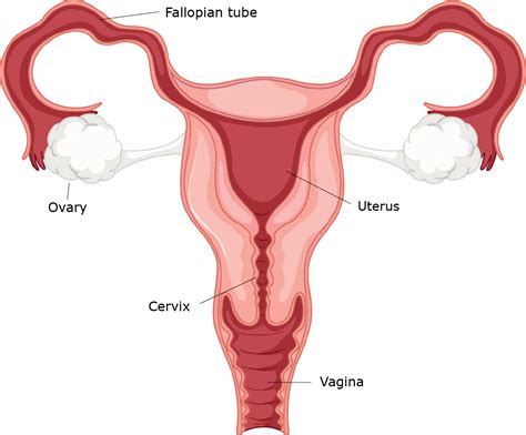 Human Reproductive System Diagram For Kids