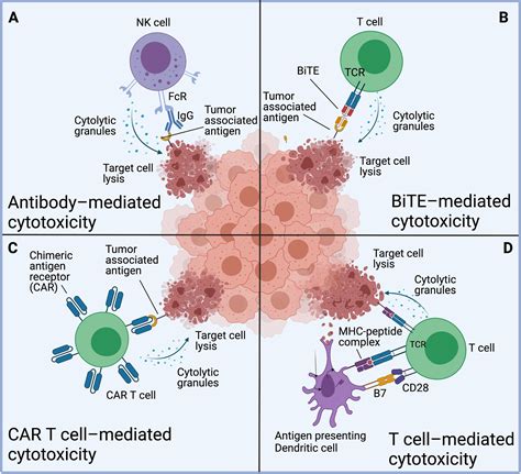 CAR T-cell therapy for pleural mesothelioma: Rationale, preclinical development, and clinical ...