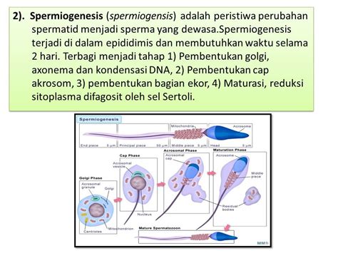 GAMETOGENESIS Oleh Maharsiwi Widyaningrum. GAMETOGENESIS Gametogenesis adalah proses pembentukan ...